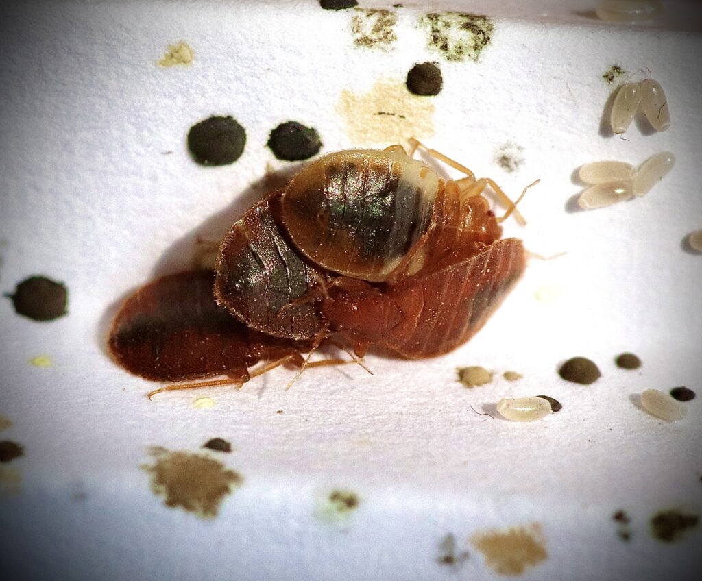 Bed Bugs